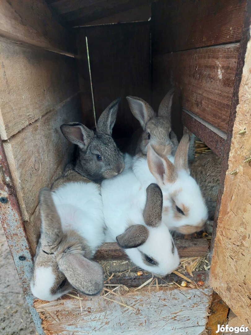 Választási nyúl,Húsvéti nyúl