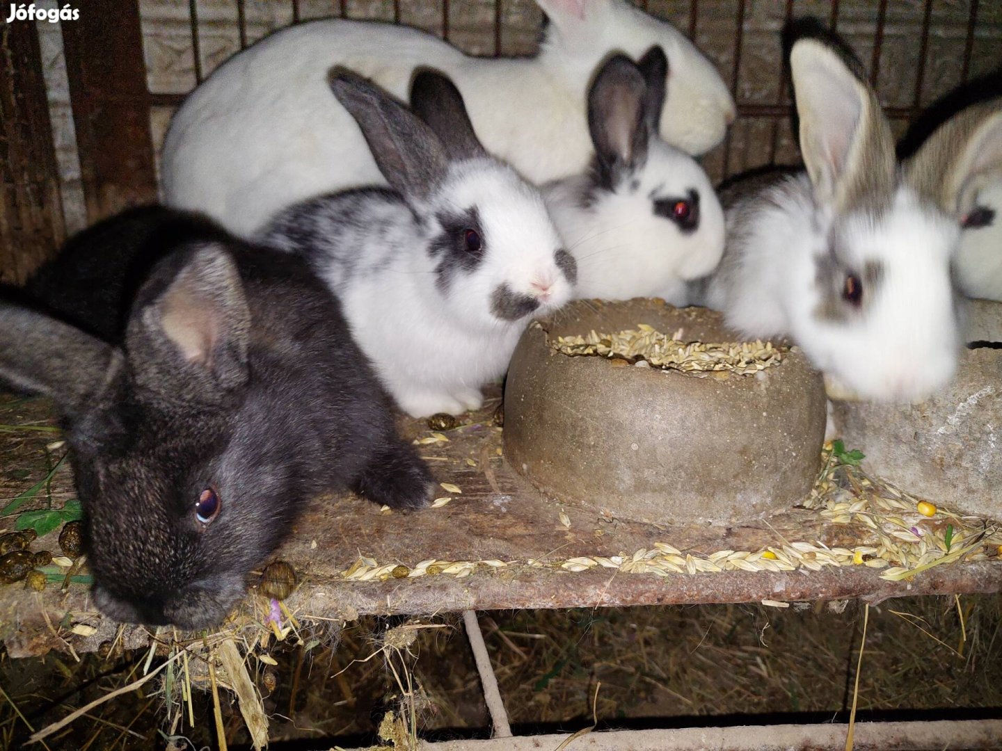Választási nyúl eladó.