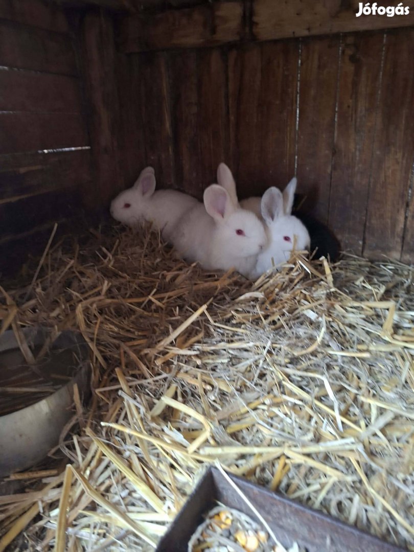 Választási nyúl, nyulak