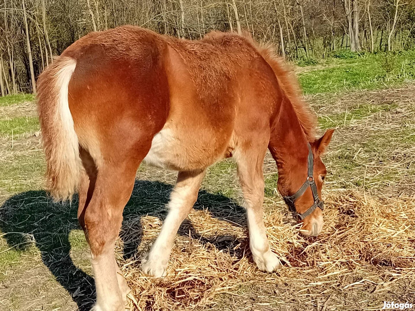 Választási sárga csődör csikó 