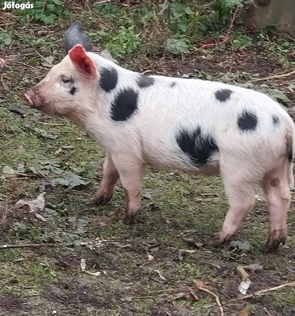 Választási tanyasi malacok