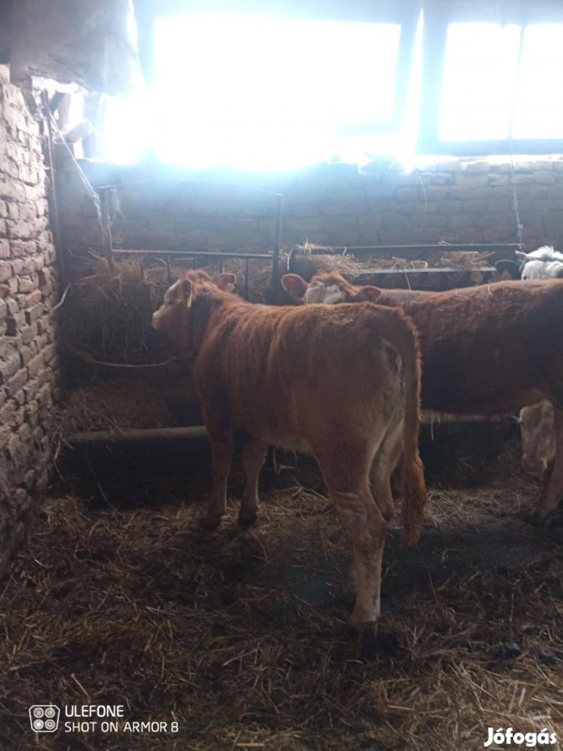Választási üsző borjú eladó