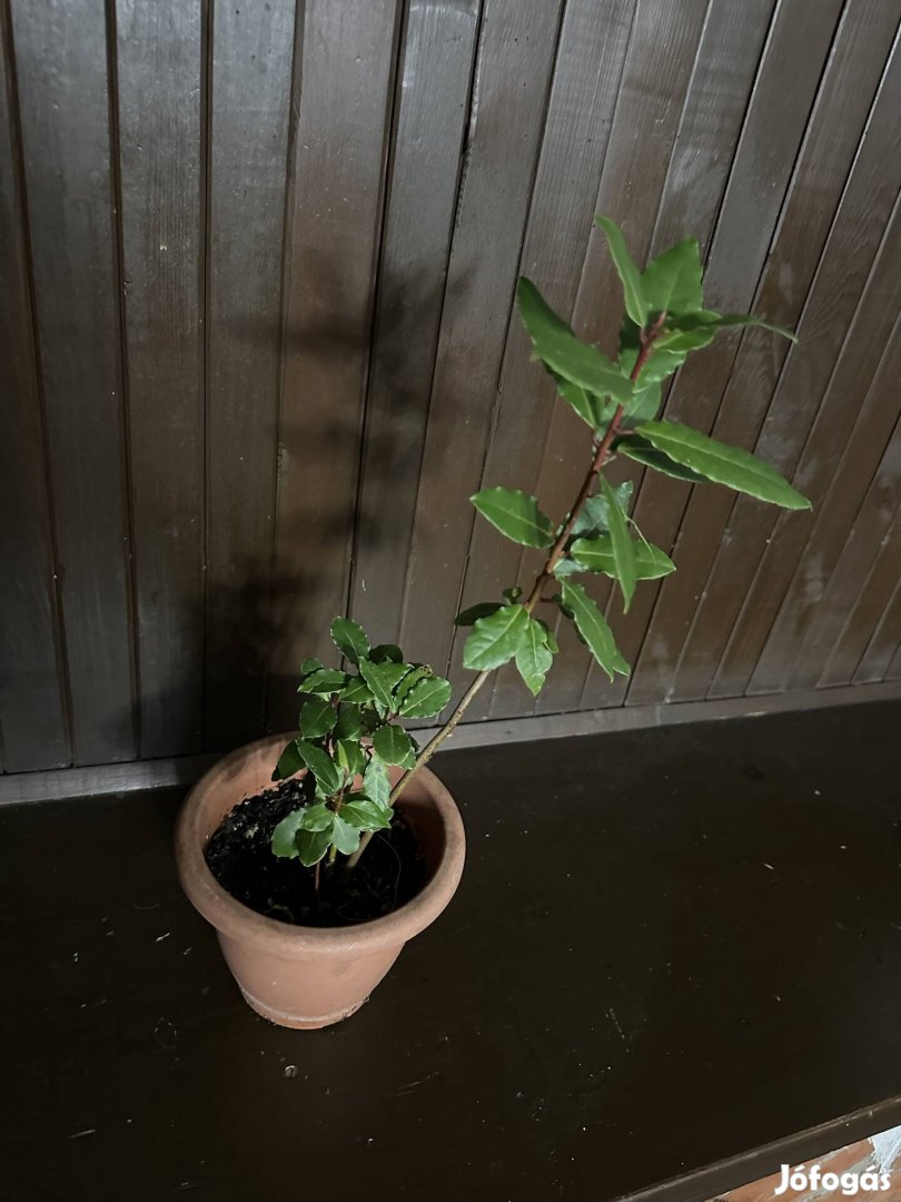 Valódi fűszerbabér Laurus nobilis
