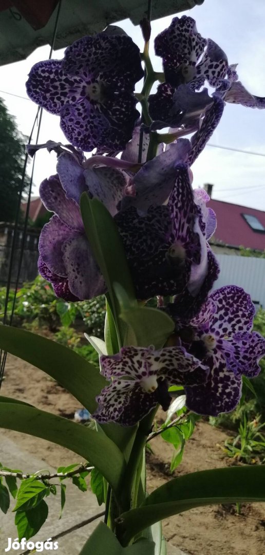 Vanda orchidea Lilás Tarka a viraga