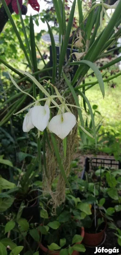 Vanda orchidea illatos! 