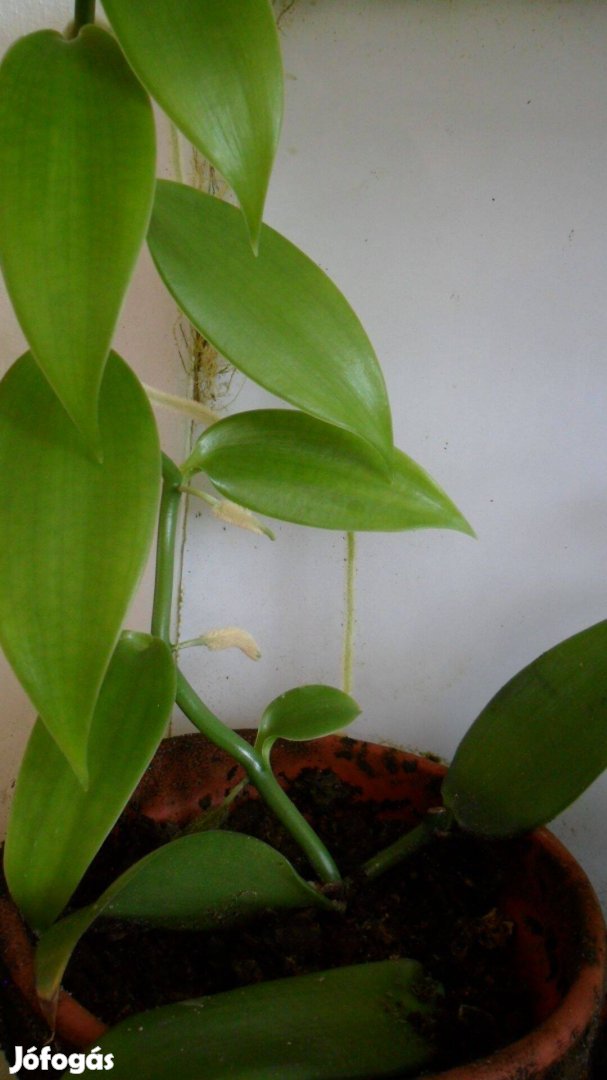 Vanílianövény, Vanília, -Vanilia planifolia