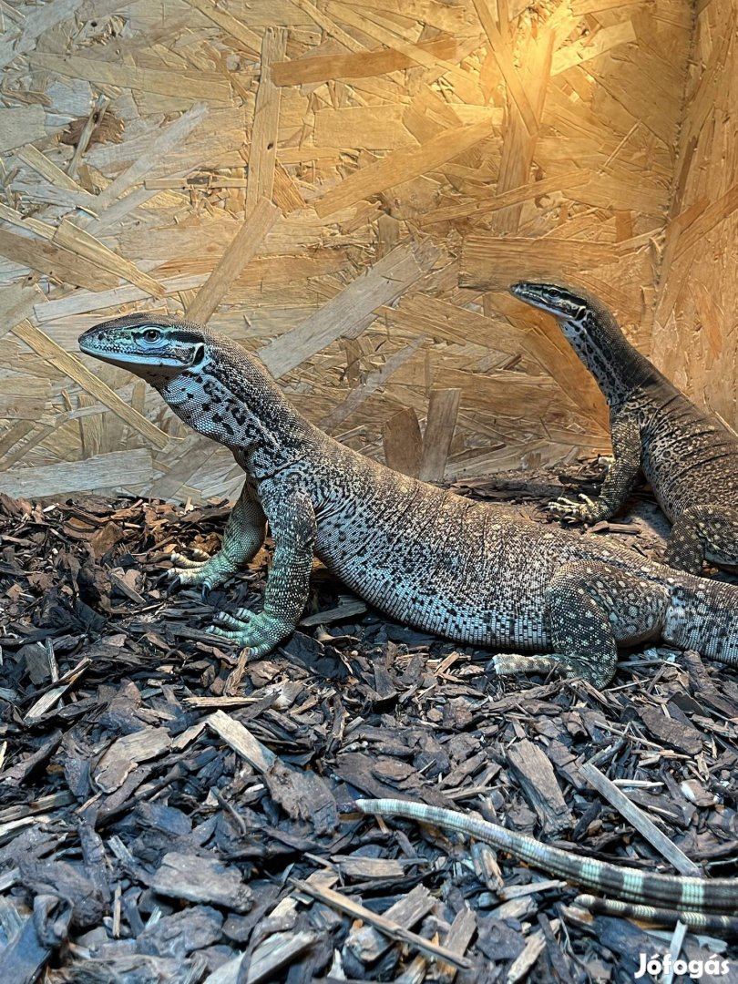 Varanus panoptes pár