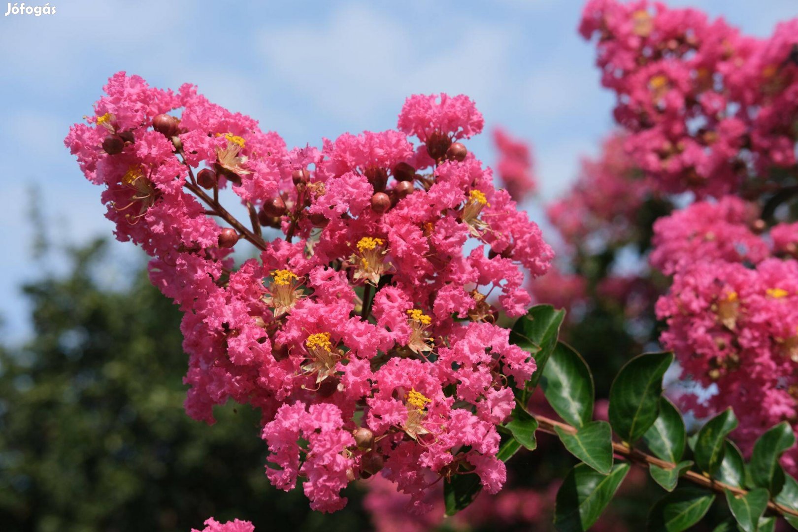 Varázslatos Jupiterfa (Lagerstroemia Indica) - 120 Napig Virágzik!