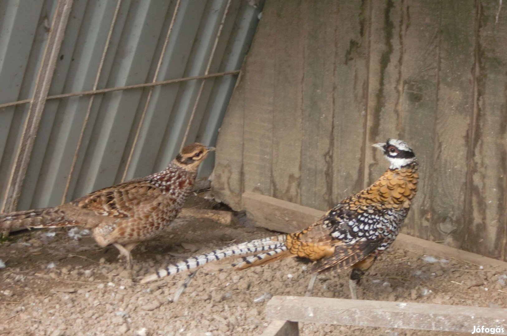 Vásárolnék királyfácán kakast