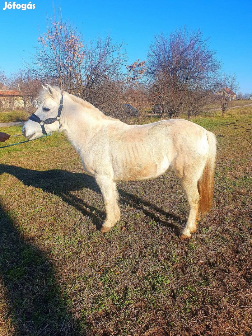 Vastag nagy méretü kanca poni 