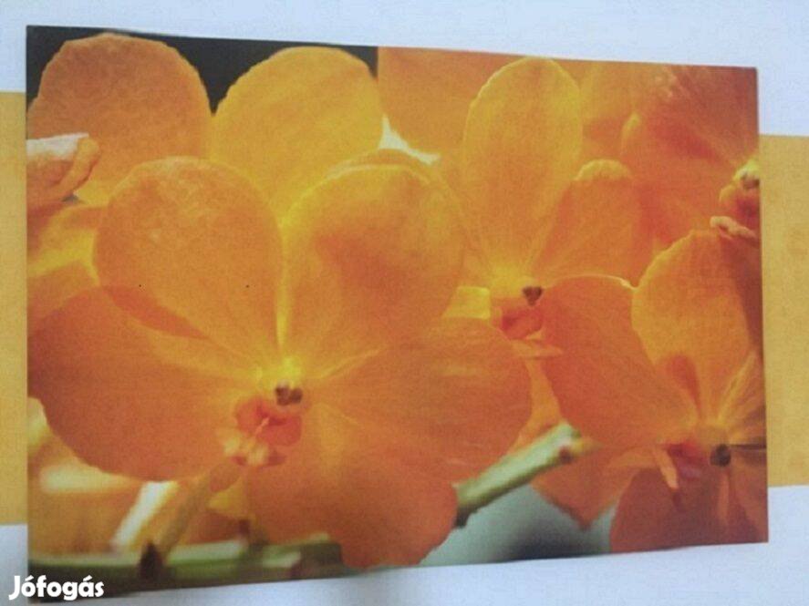 Vászonkép - narancssárga orchidea