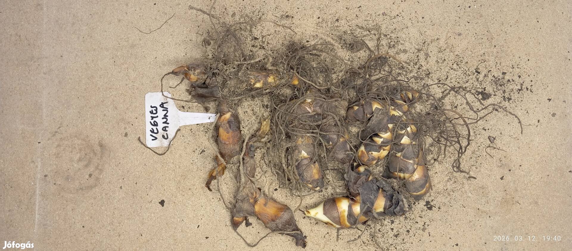 Vegyes kánna többféle színben előhajtatáshoz, korai