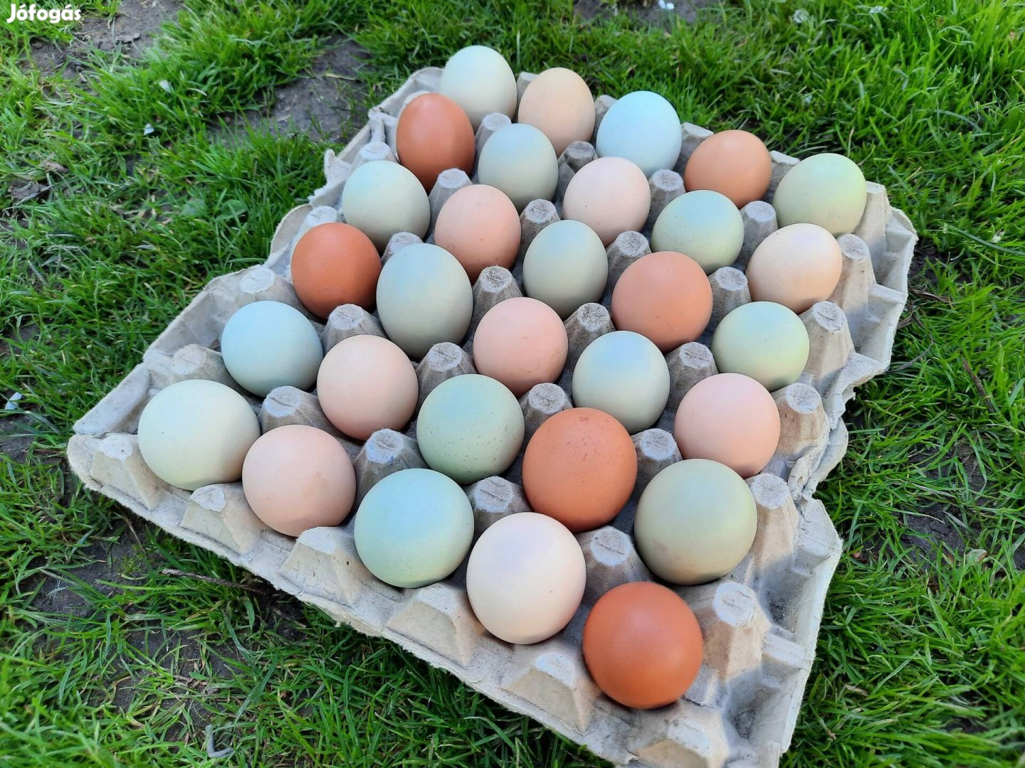 Vegyes színes keltető tojás eladó!