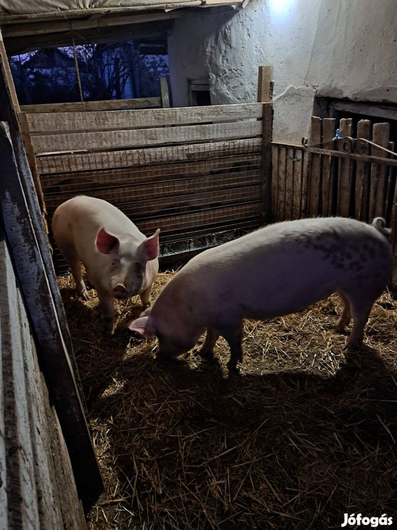 Vegyesdarán,borsón nevelt hízó