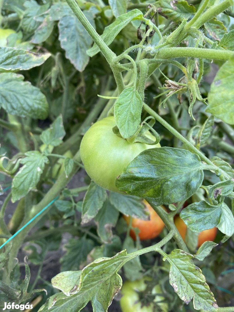 Vegyszermentes Zöld paradicsom savanyúnak