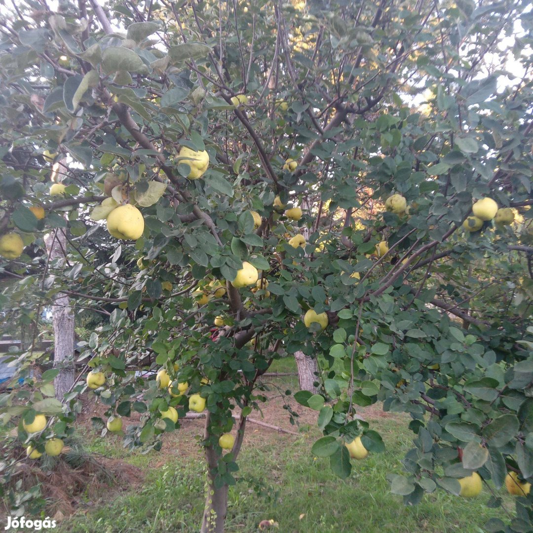 Vegyszermentes birsalma eladó