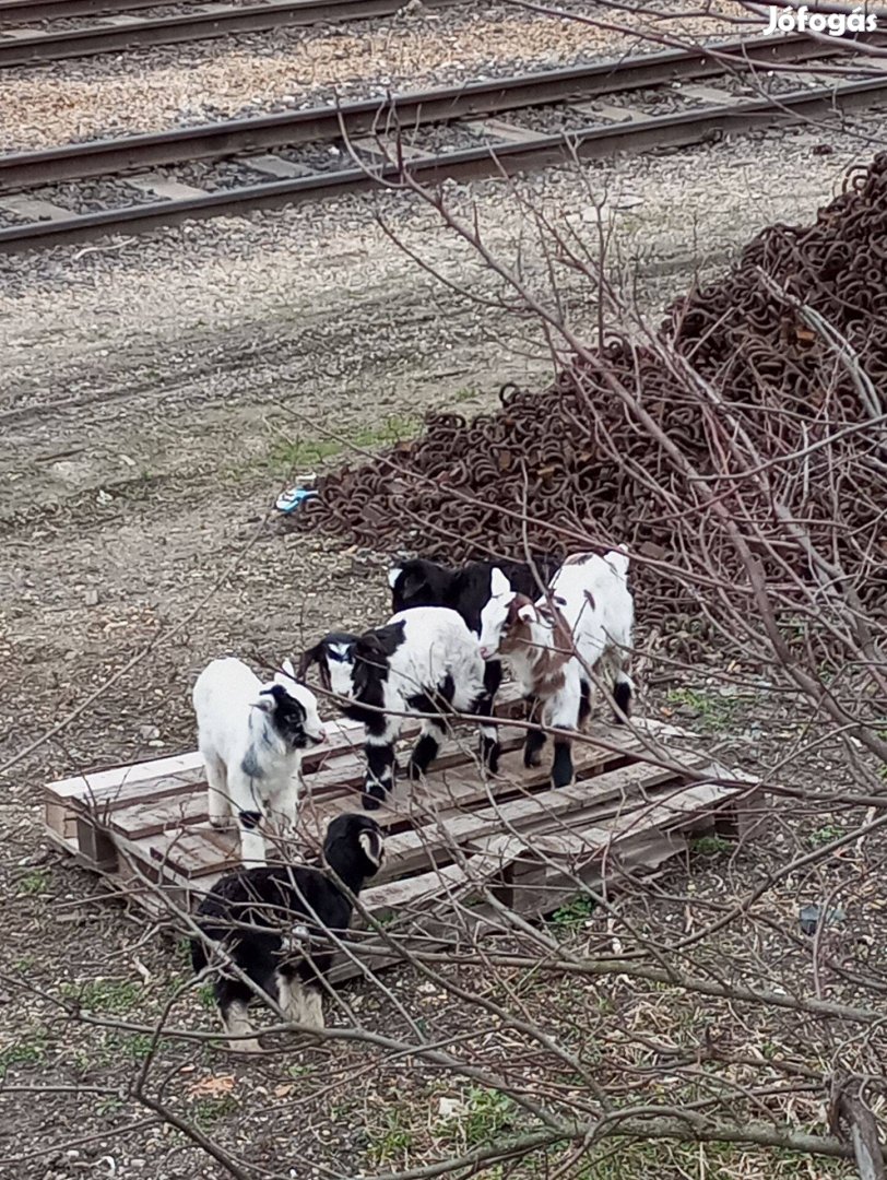 Vemhes anyakecskék eladók