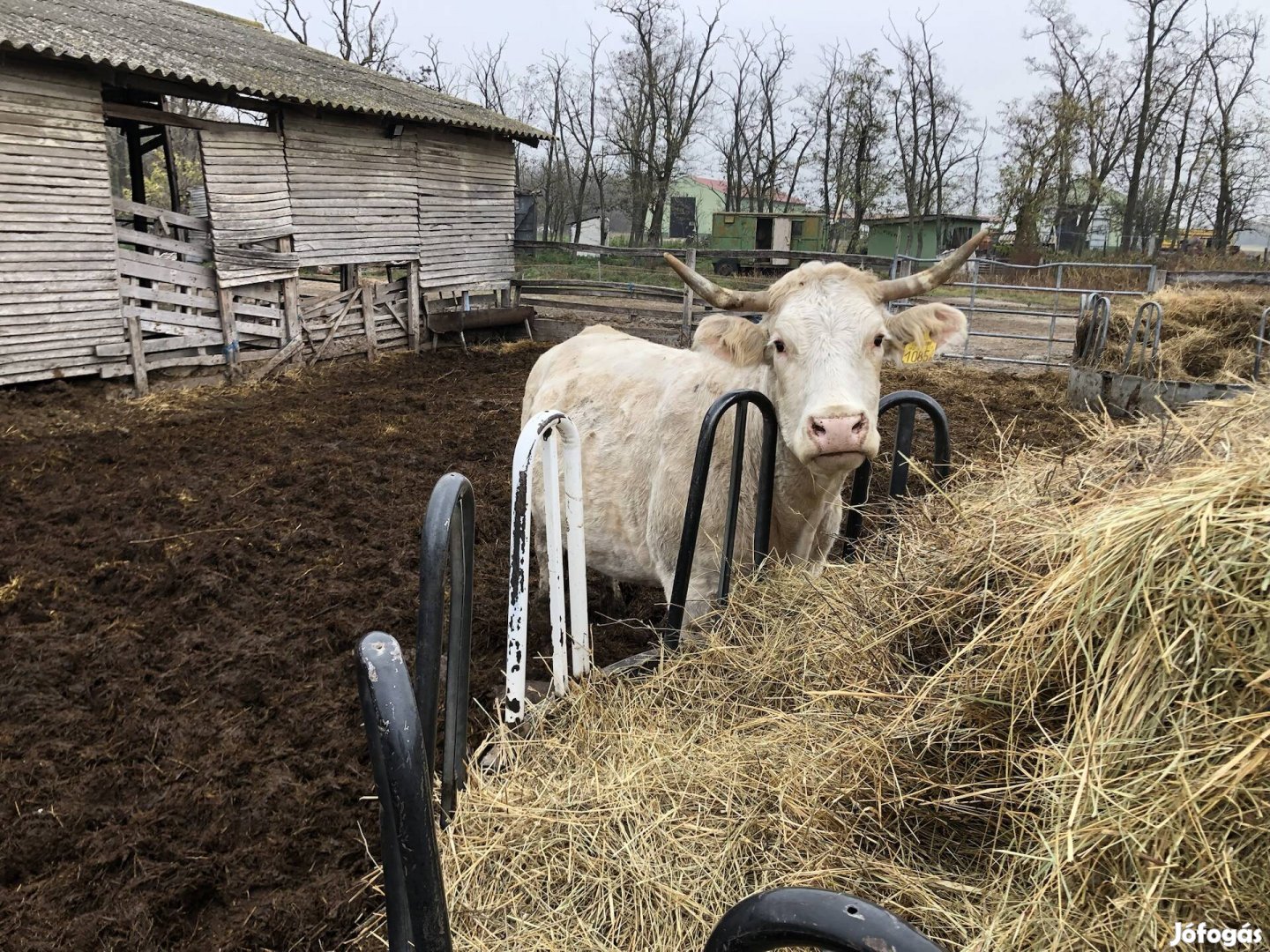 Vemhes charolais tehenek eladók