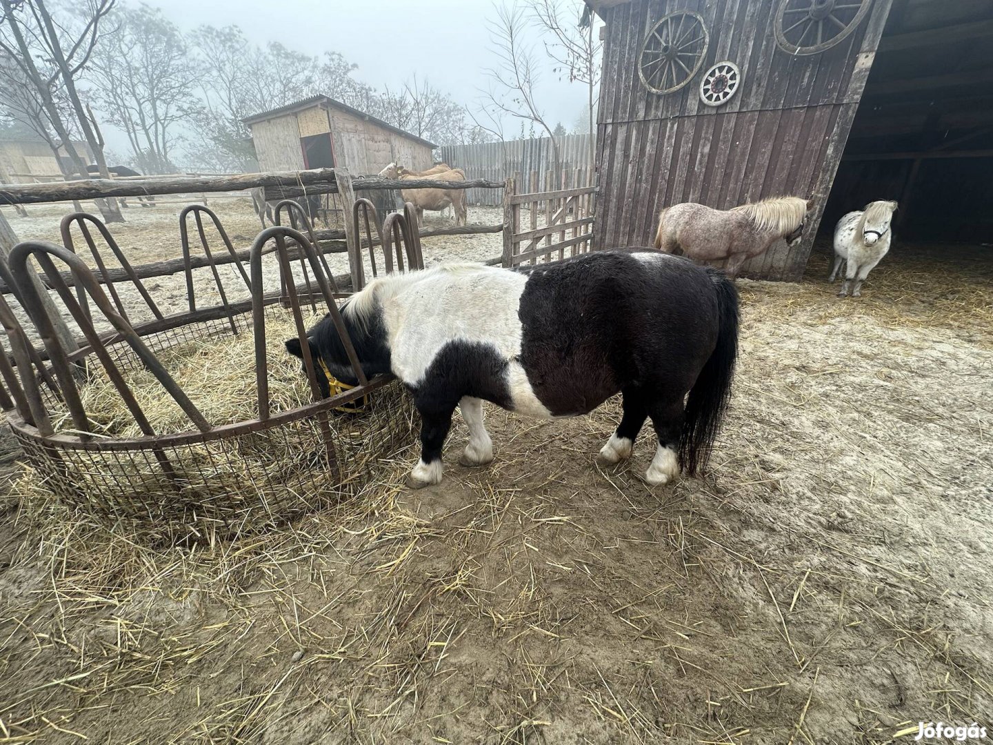 Vemhes kanca eladó