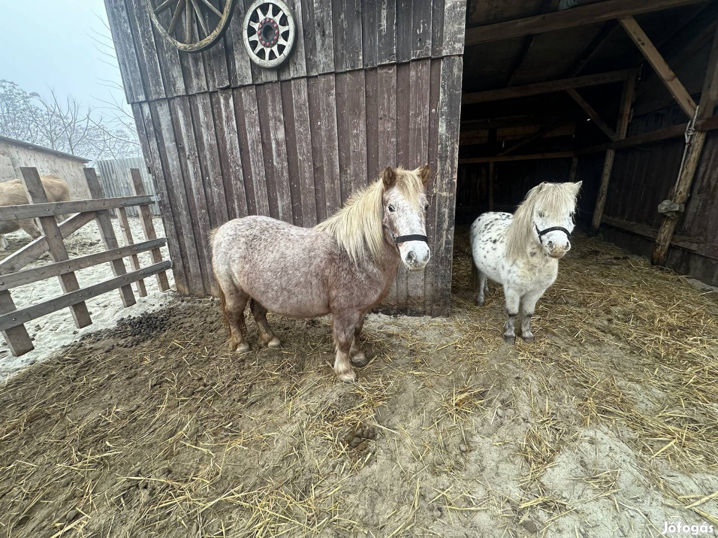 Vemhes kanca eladó