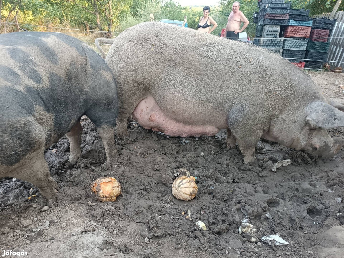 Vemhes koca eladó 