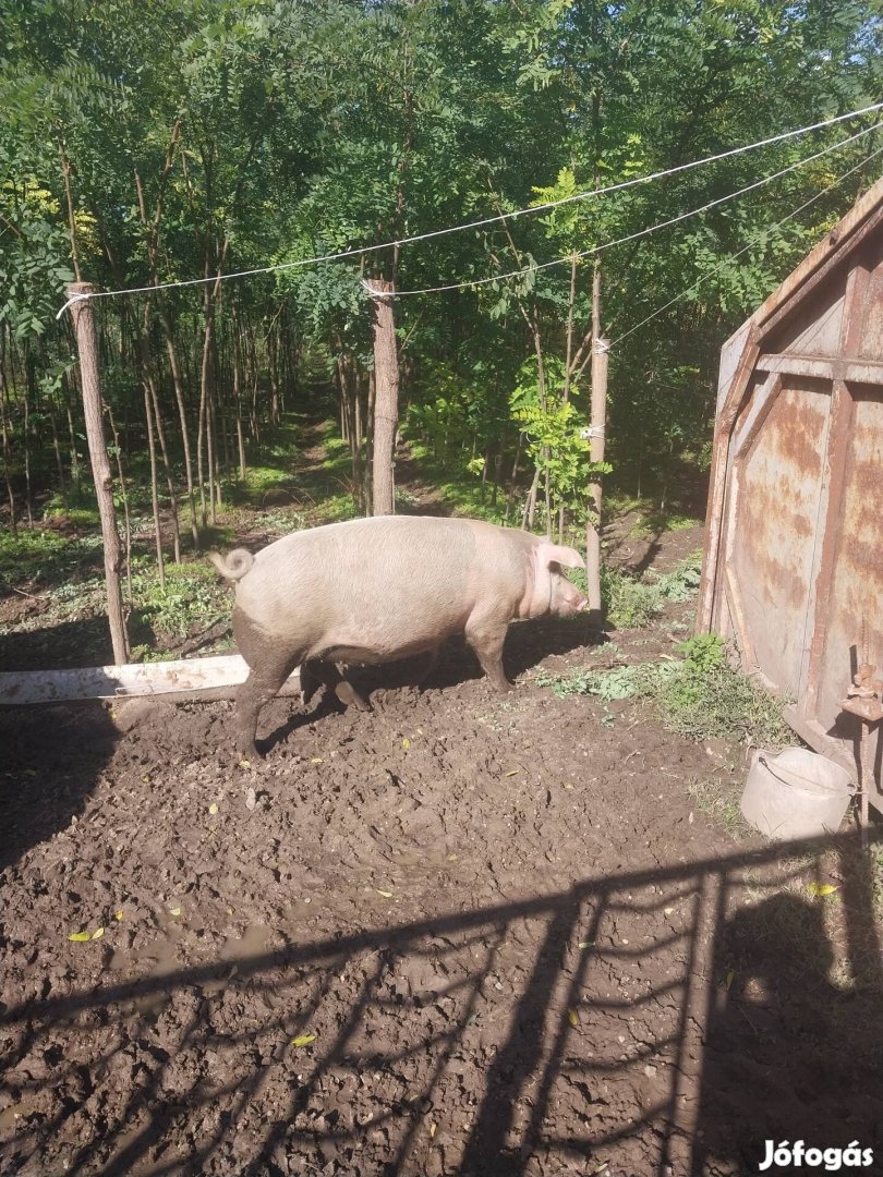 Vemhes kocák eladók 