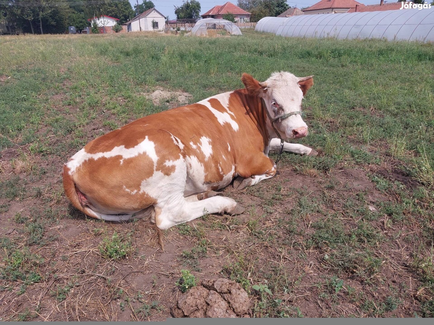 Vemhes magyartarka üsző