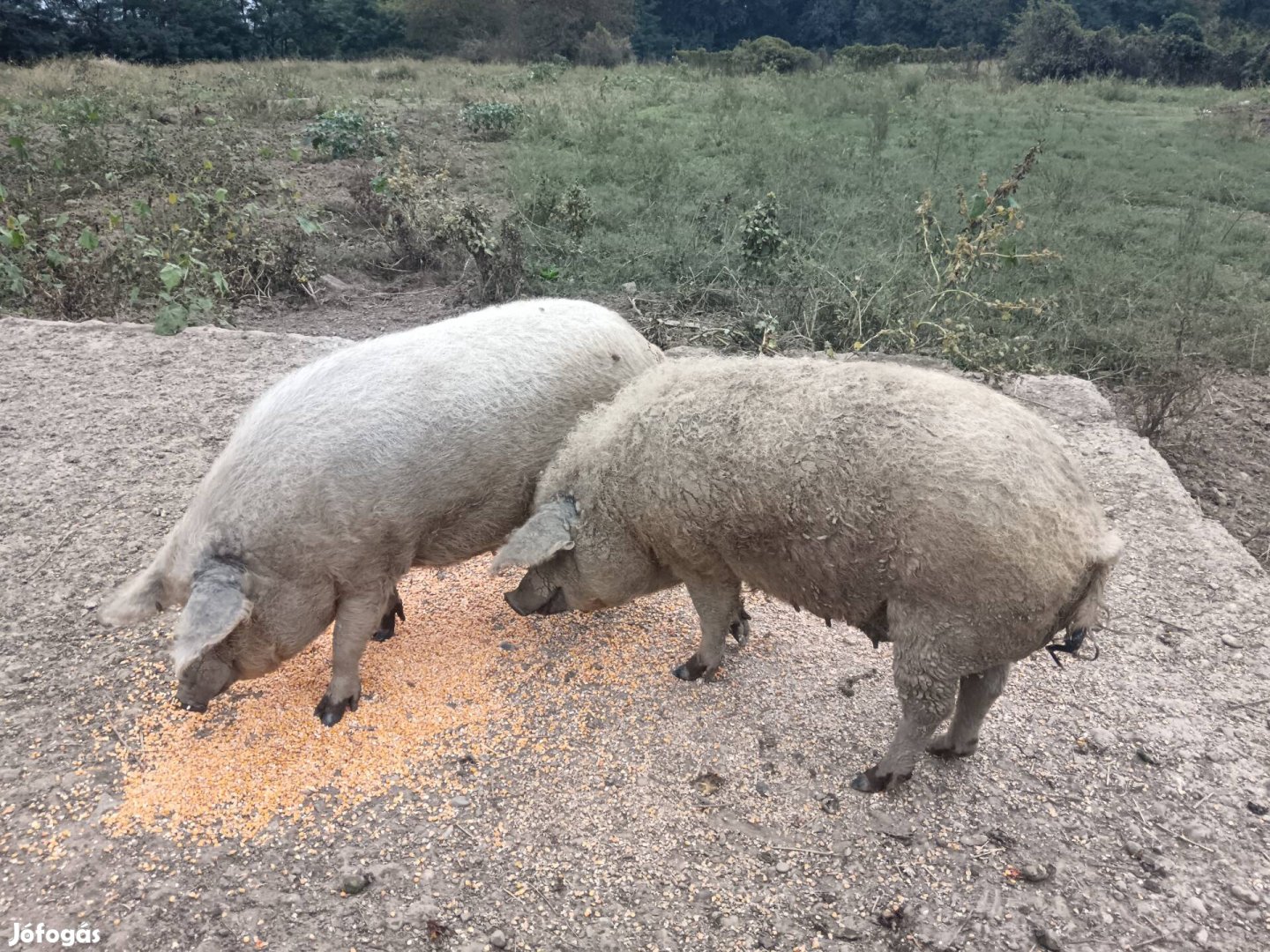 Vemhes mangalica koca eladó! 