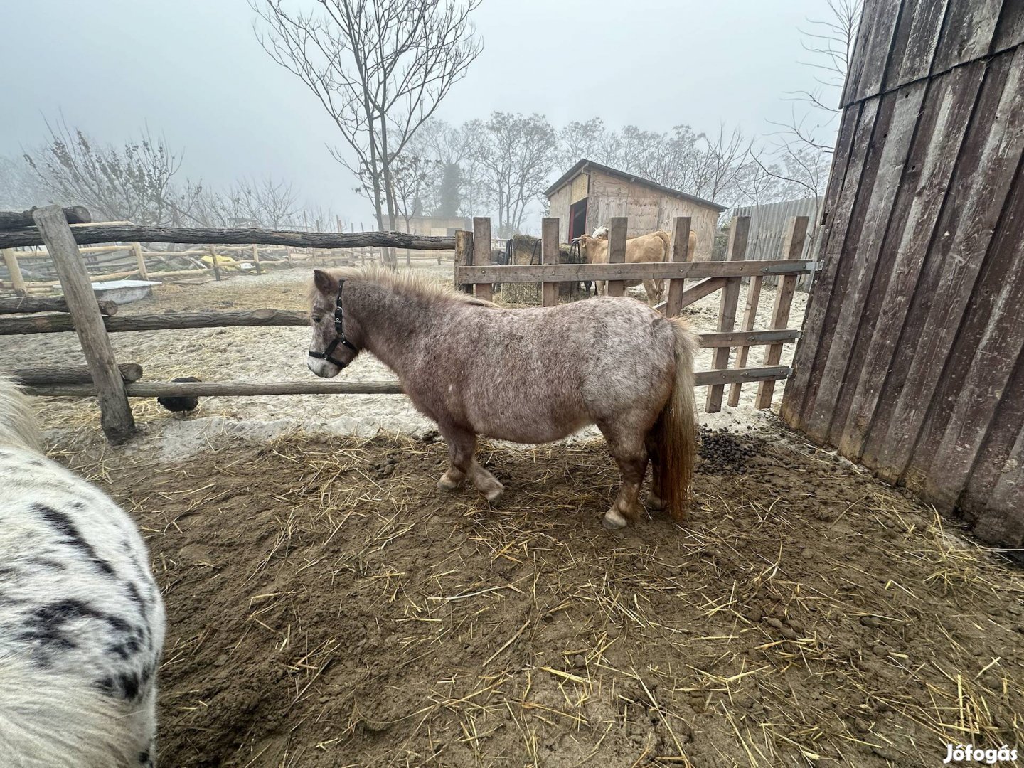 Vemhes póni eladó