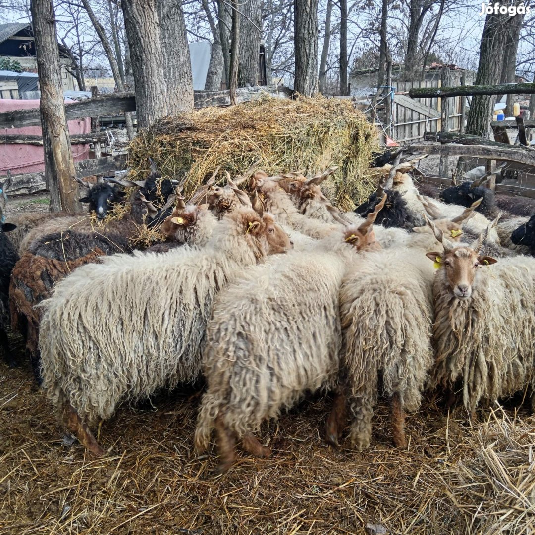 Vemhes racka birkák eladók 