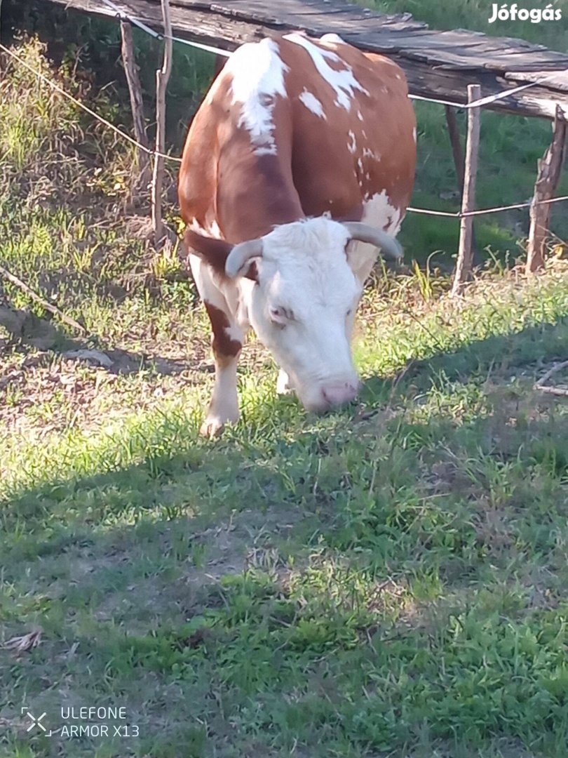 Vemhes tehén vemhes üsző eladó