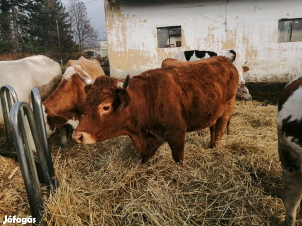 Vemhes tehenek eladók