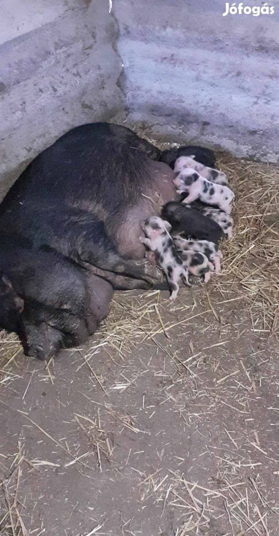 Vemhes vietnámi koca és kan eladó