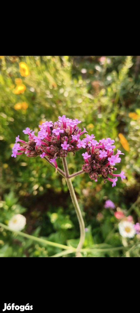 Verbena bonariensis, ernyős verbéna min 100 mag/csomag