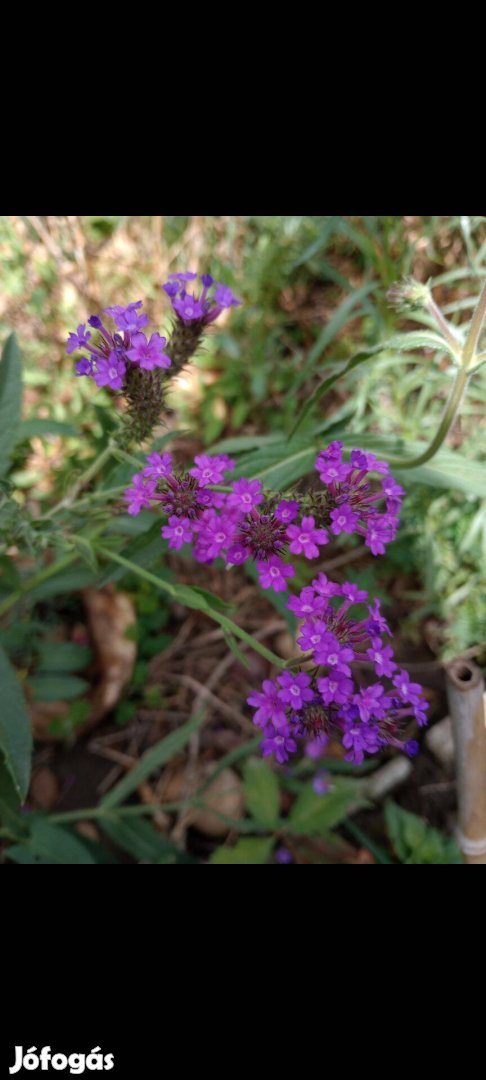 Verbena rigida, lila verbéna, kékvirágú vasfű mag. Ritka! 30mag/cs