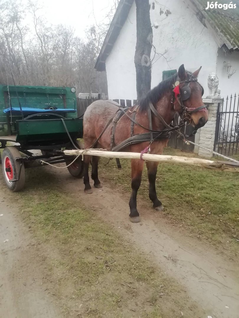 Vércse félsodrott csiko