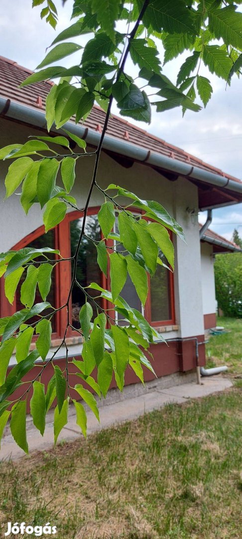 Veresegyházán, fák ölelésében, kiadóvá vált egy családi ház