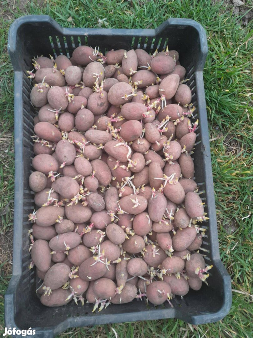 Vetőmag burgonya eladó