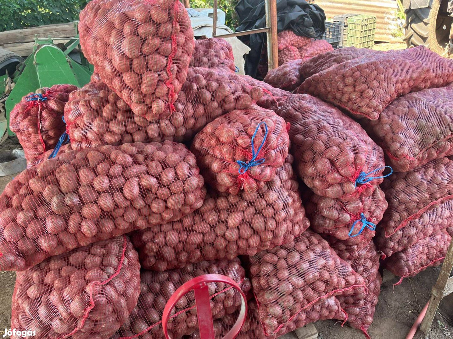 Vetőméretű burgonya