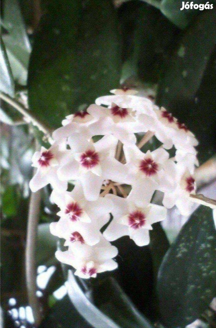 Viasz virág mirtusz szobanövény 40 éves virágzó