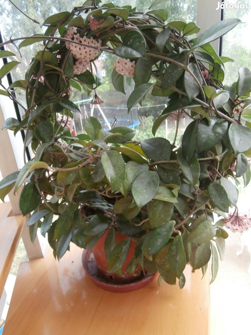 Viaszvirág, Hoya Mária Könnye, Krisztusvirág