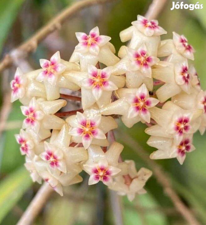 Viaszvirág, Hoya. Hoya verticillata North Bali