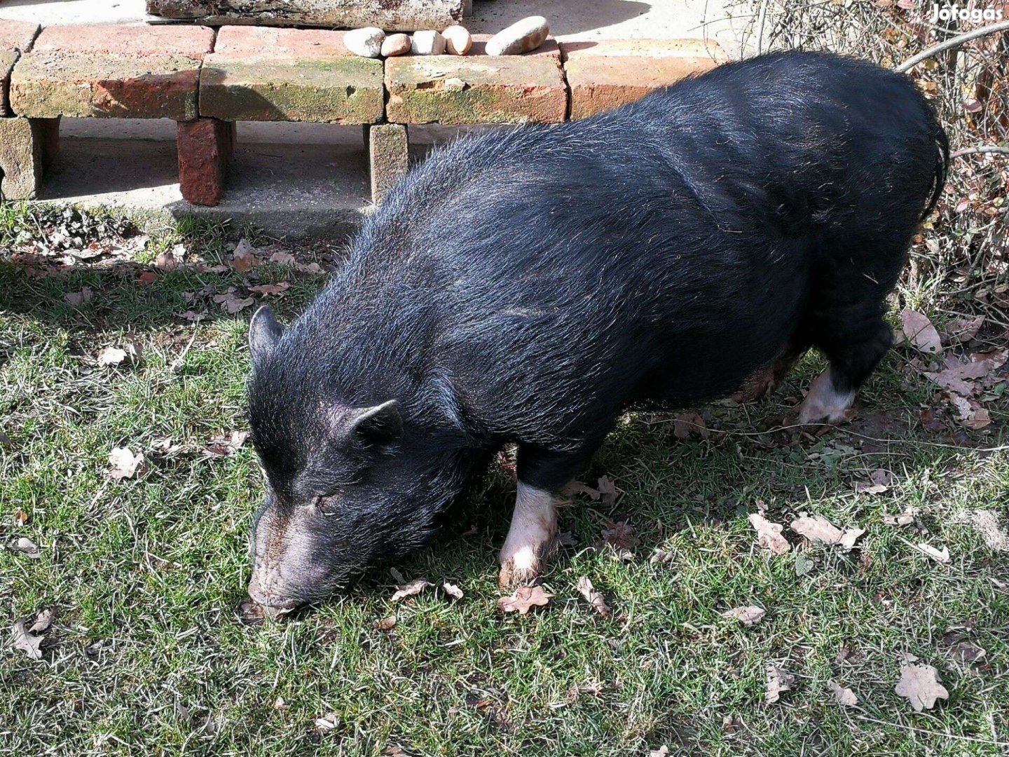 Vietnámi Csüngőhasú Eladó, Cserélhető