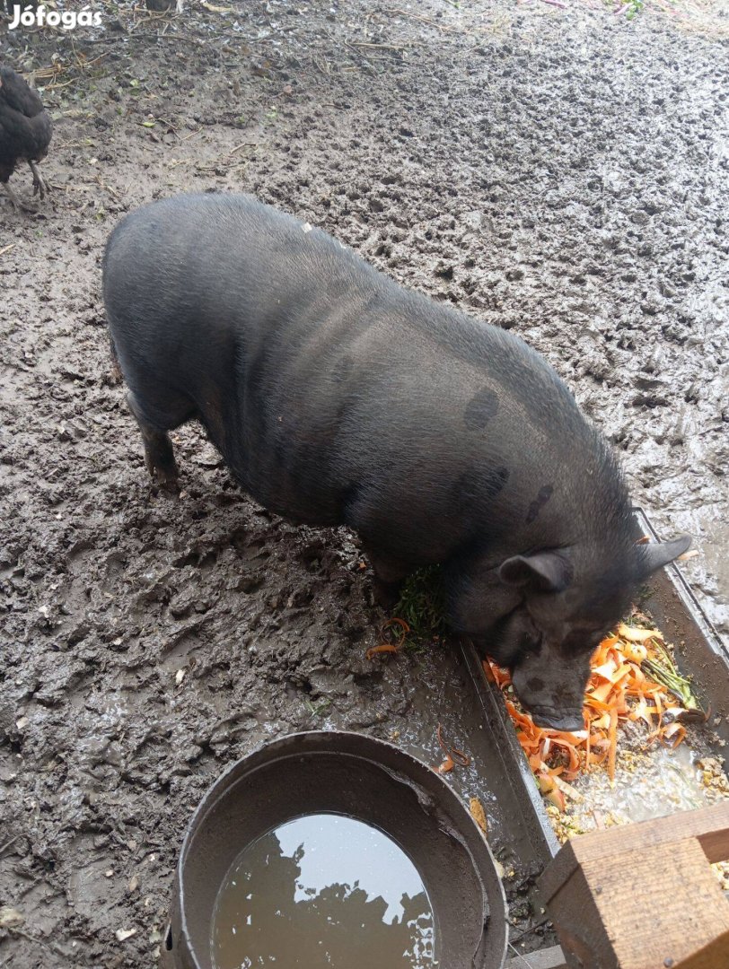 Vietnámi Disznó kb.50kg, 1 Éves Kan Eladó