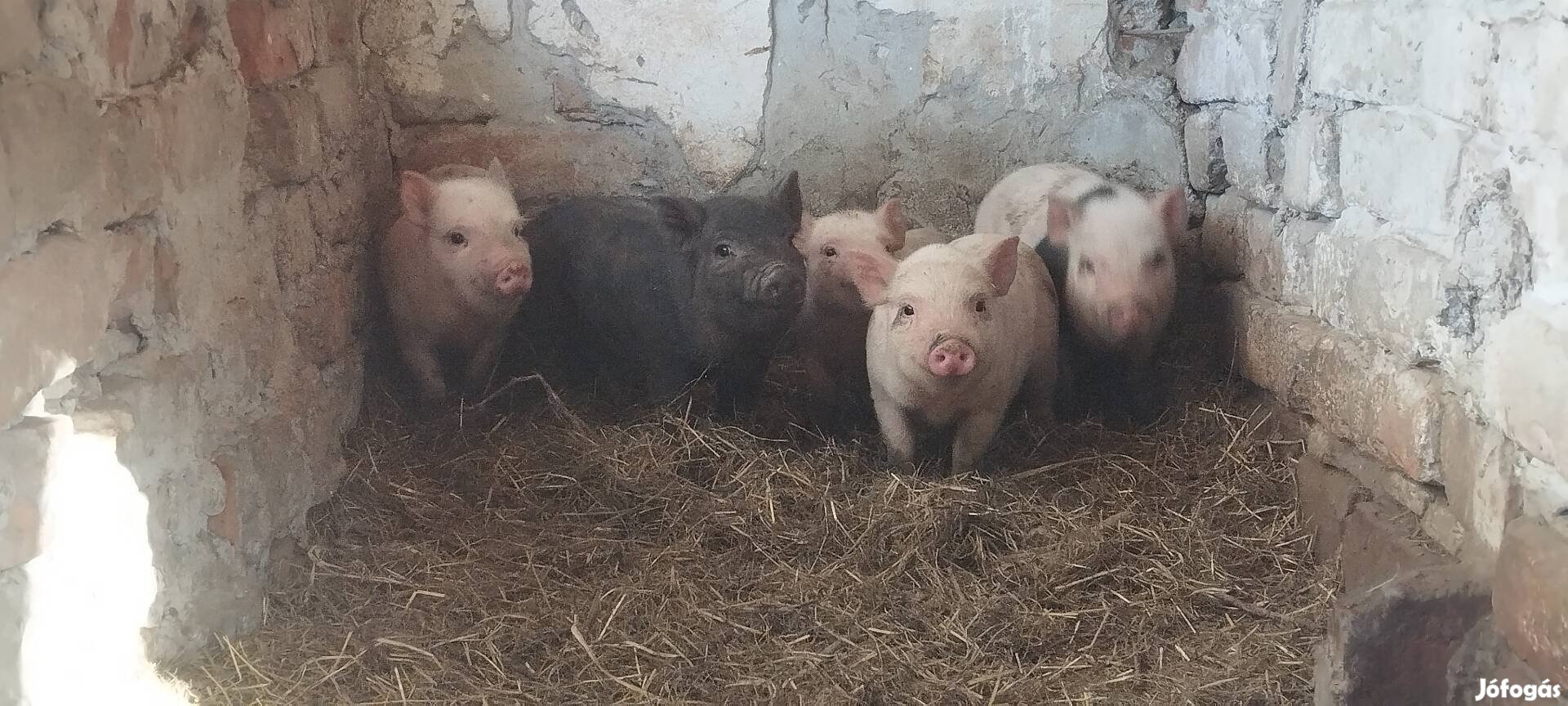 Vietnámi Mangalica malac disznó sertés 