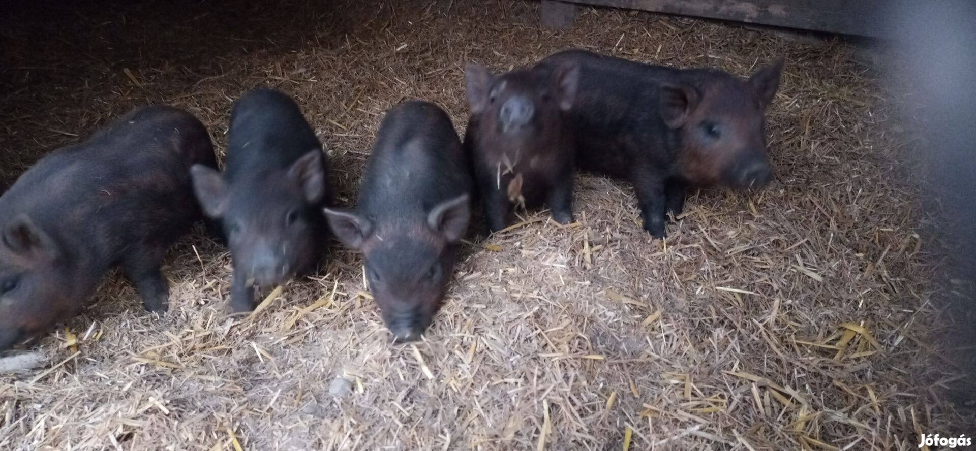 Vietnámi - vörös mangalica keverék malacok