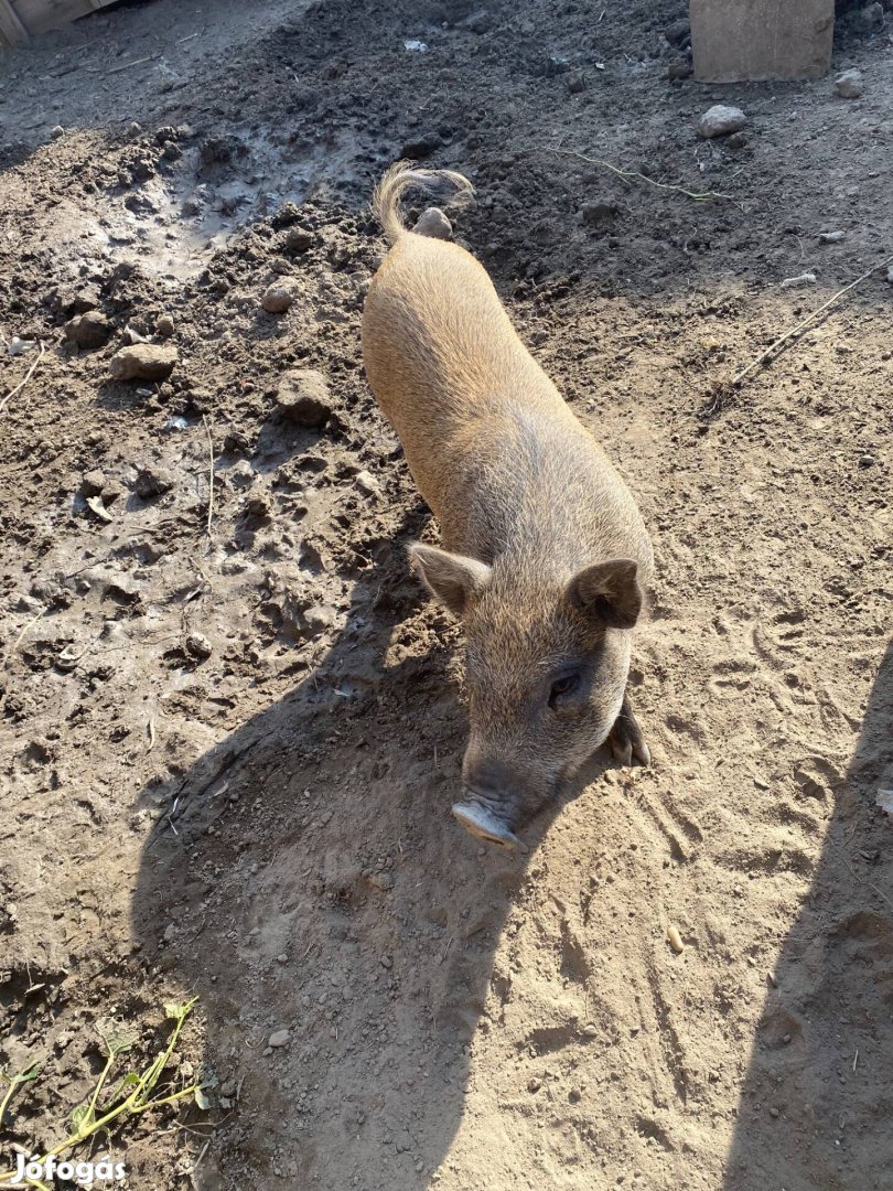 Vietnámi csüngő hasú, keverék