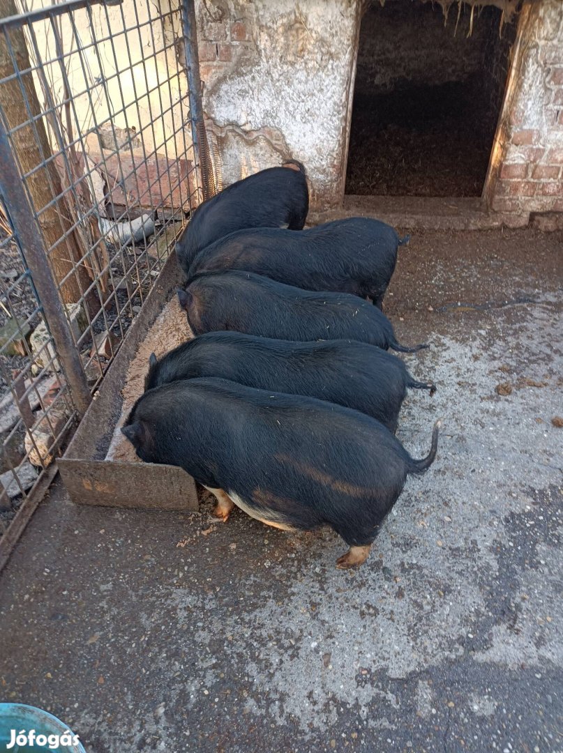 Vietnámi csüngö hasú malacok