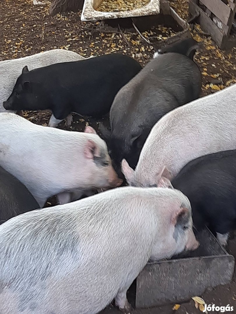 Vietnámi csüngőhasú hízók és süldők eladók.