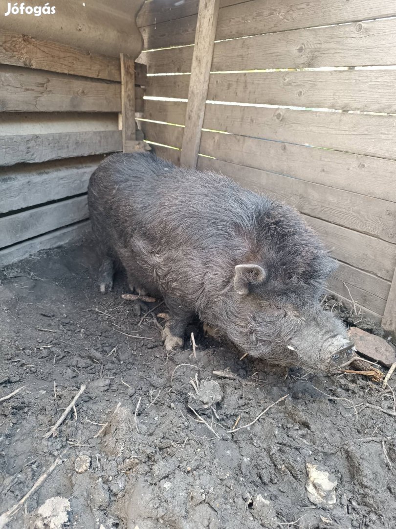 Vietnámi csüngőhasu kan eladó 